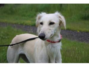 Nancy - Female Saluki Photo