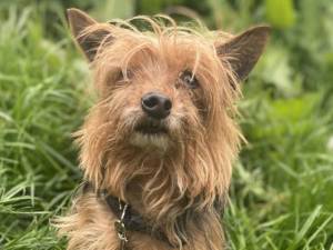 Obie - Male Terrier: Yorkshire Photo