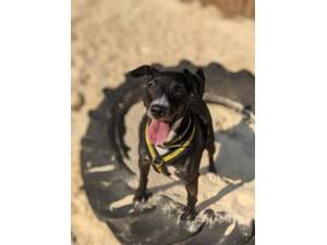 Peppy - Male Terrier Cross Photo