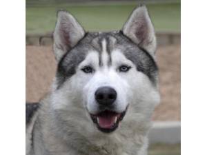 Simba - Male Siberian Husky Photo