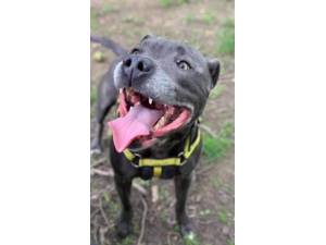 Thor - Male Staffordshire Bull Terrier (SBT) Photo