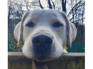 Wilson - Male Lab Cross Photo