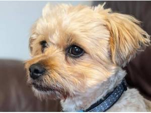EDDIE -ON HOLD - - Crossbreed/Unknown Photo