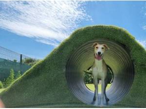 SANDY - Whippet
crossbreed Photo