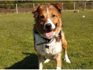 RUFUS - Collie (Smooth coat)
crossbreed Photo