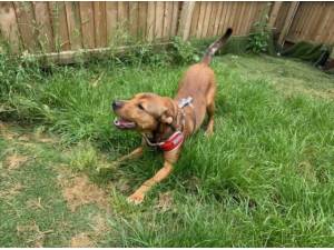 REGGIE - Crossbreed/Unknown Photo