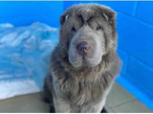 COOKIE - Shar-Pei Photo