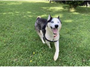 JACK - Husky (Siberian) Photo