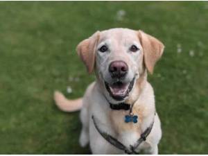 ANDRE - Labrador Retriever Photo