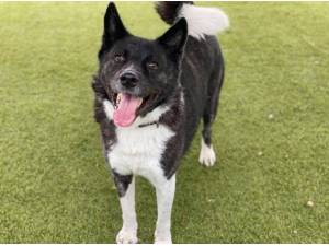KAI - Japanese Akita Photo