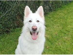 GHOST - German Shepherd Photo