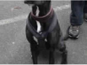 DOROTHY - Lurcher
crossbreed Photo