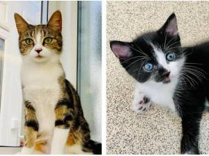 TILLY AND GEORGE - Domestic Shorthair
crossbreed Photo