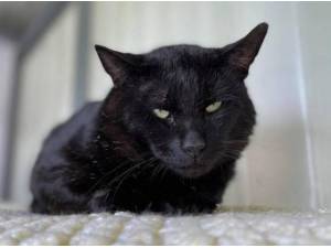 CONNOR - Domestic Shorthair
crossbreed Photo