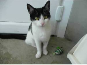 OREO - Domestic Shorthair
crossbreed Photo
