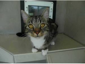PRINCESS - Domestic Shorthair
crossbreed Photo