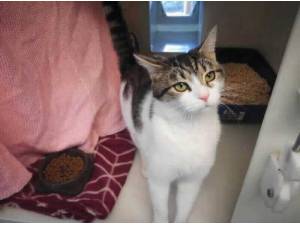 CINDY - Domestic Shorthair
crossbreed Photo
