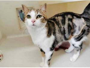 DAISY - Domestic Shorthair
crossbreed Photo