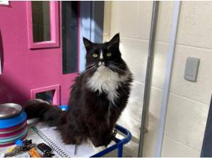 FIGARO - Domestic Longhair
crossbreed Photo