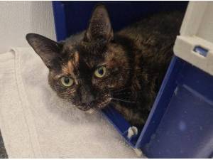 WILEY - Domestic Shorthair
crossbreed Photo