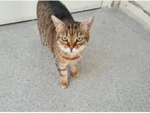 FIFI - Domestic Shorthair
crossbreed Photo