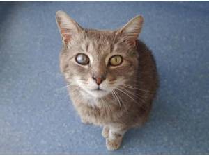 SMOKEY - Domestic Shorthair
crossbreed Photo