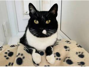 CUTHBERT - Domestic Shorthair
crossbreed Photo