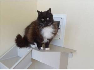 BABY - Domestic Longhair
crossbreed Photo