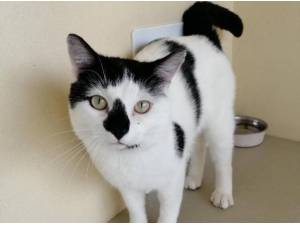 OWEN - Domestic Shorthair
crossbreed Photo