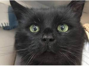 MIDNIGHT - Domestic Longhair
crossbreed Photo