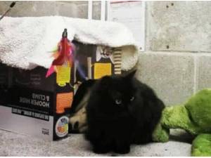 OSWALD - Domestic Longhair
crossbreed Photo