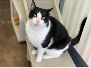 RAPHAEL - Domestic Shorthair
crossbreed Photo