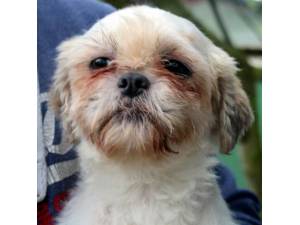 Jessy - Female Shih Tzu Photo