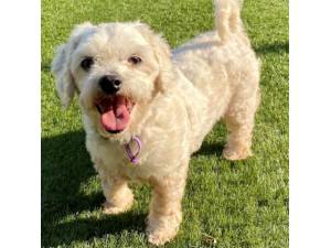 Bless - Female Bichon Frise Cross Photo