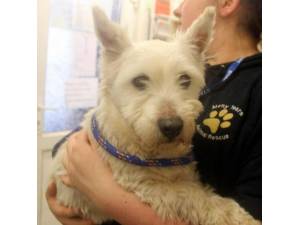 Chilli - Female West Highland Terrier (Westie) Photo