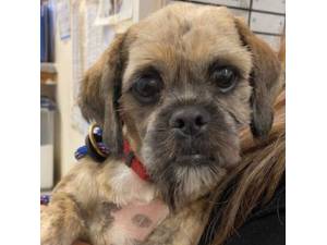Niambe - Male Shih Tzu Photo