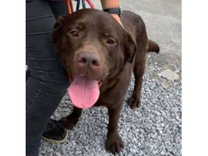 Ralph - Male Labrador Photo