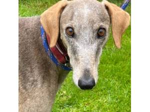 Hope - Female Saluki Photo