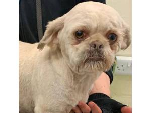 Rebel - Female Shih Tzu Photo
