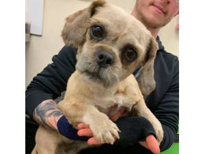 Vogue - Female Shih Tzu Photo