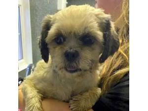 Oma - Female Shih Tzu Photo