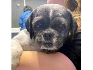 Benji - Male Shih Tzu Photo