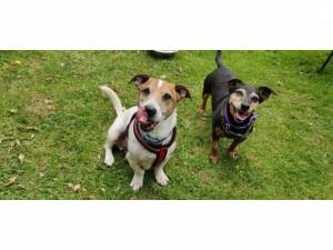 Spot and Bella - Male Jack Russell Terrier Photo