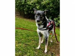 Inky - Female Collie Photo