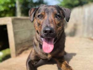 Holly - Female Mastiff: Old English Photo