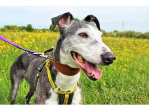 Olivia - Female Lurcher Photo