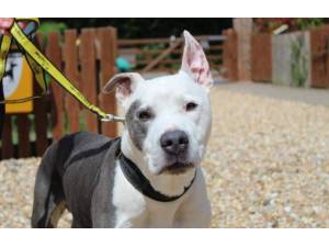 Trigger - Male Staffordshire Cross (SBT) Photo