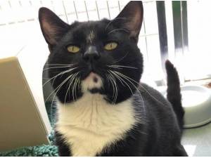 SMUDGE - Domestic Shorthair
crossbreed Photo