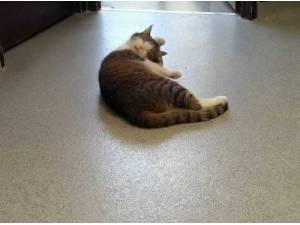 BERTIE - Domestic Shorthair
crossbreed Photo