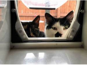 PRINCESS LEIA - Domestic Shorthair
crossbreed Photo